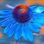 100 pcs Rare 'Yangko' Light Blue Echinacea purpurea Seeds