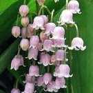 50 pcs Rare 'Feng Die' Pink Lily of the valley Convallaria majalis Perennial Flower Seeds