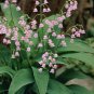 50 pcs Rare 'Feng Die' Pink Lily of the valley Convallaria majalis Perennial Flower Seeds