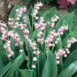 50 pcs Rare 'Feng Die' Pink Lily of the valley Convallaria majalis Perennial Flower Seeds
