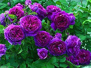 50 pcs Mixed Purple Blue Big Blooming Climbing Rose Shrub Seeds