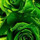 50 pcs Golden Green Rose Seeds
