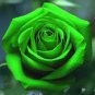 50 pcs Golden Green Rose Seeds