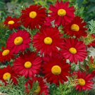 50 pcs Edana Red Chrysanthemum Plant Flower Seeds