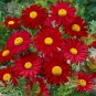 50 pcs Edana Red Chrysanthemum Plant Flower Seeds