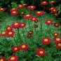 50 pcs Edana Red Chrysanthemum Plant Flower Seeds