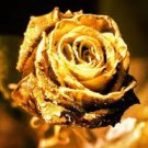 50 pcs Rare Golden Rose Flower Shrub Seeds 50 pcs Rare Golden Rose Flower Shrub Seeds