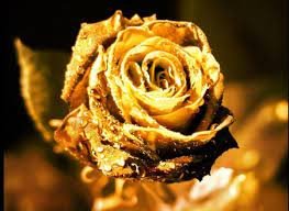 50 pcs Rare Golden Rose Flower Shrub Seeds