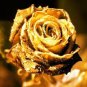 50 pcs Rare Golden Rose Flower Shrub Seeds