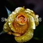 50 pcs Rare Golden Rose Flower Shrub Seeds