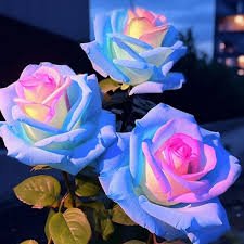 50 pcs Rare Blue Pink Yellow Rose Bush Flower Seeds