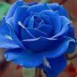 50 pcs Rare Blue Pink Yellow Rose Bush Flower Seeds