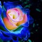 50 pcs Rare Blue Pink Yellow Rose Bush Flower Seeds