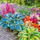 120 pcs Colorful Hosta Seeds Perfect Color Perennials Plantain Mixed Beautiful Lily Flower Seeds