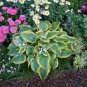 120 pcs Colorful Hosta Seeds Perfect Color Perennials Plantain Mixed Beautiful Lily Flower Seeds