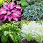 120 pcs Colorful Hosta Seeds Perfect Color Perennials Plantain Mixed Beautiful Lily Flower Seeds
