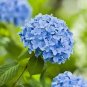 15 pcs Blue Hydrangea Paniculata Grandiflora Seeds