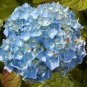 15 pcs Blue Hydrangea Paniculata Grandiflora Seeds