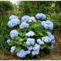 15 pcs Blue Hydrangea Paniculata Grandiflora Seeds