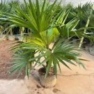 10 pcs Bonsai DIY 'Little Forest' Chinese Fan Palm (livistona chinensis) Seeds