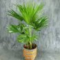 10 pcs Bonsai DIY 'Little Forest' Chinese Fan Palm (livistona chinensis) Seeds