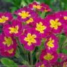20 pcs Primula vulgaris Hill primula acaulis Seed