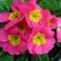 20 pcs Primula vulgaris Hill primula acaulis Seed