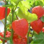 120 pcs Rare Physalis alkekengi Red Chinese Lantern Bladder Cherry Middle Fruit Seeds