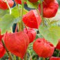 120 pcs Rare Physalis alkekengi Red Chinese Lantern Bladder Cherry Middle Fruit Seeds