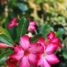 1 PCS Desert Rose Seeds - Colorful