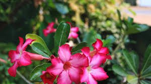 1 PCS Desert Rose Seeds - Colorful