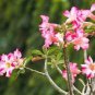 1 PCS Desert Rose Seeds - Colorful