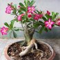 1 PCS Desert Rose Seeds - Colorful