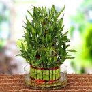 50 pcs Lucky Bamboo Choose Potted Bonsai Seeds