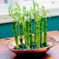 50 pcs Lucky Bamboo Choose Potted Bonsai Seeds