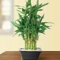 50 pcs Lucky Bamboo Choose Potted Bonsai Seeds
