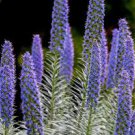 100 PCS Echium wildpretii Seeds Monocarpic Plant Biennial