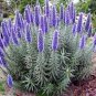 100 PCS Echium wildpretii Seeds Monocarpic Plant Biennial