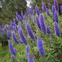 100 PCS Echium wildpretii Seeds Monocarpic Plant Biennial