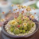 10 PCS Monanthes Polyphylla Seeds One Flowered House Leek Dwarf Crassula Bonsai Succulent