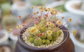 10 PCS Monanthes Polyphylla Seeds One Flowered House Leek Dwarf Crassula Bonsai Succulent