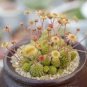 10 PCS Monanthes Polyphylla Seeds One Flowered House Leek Dwarf Crassula Bonsai Succulent