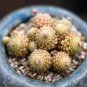 10 PCS Monanthes Polyphylla Seeds One Flowered House Leek Dwarf Crassula Bonsai Succulent