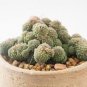 10 PCS Monanthes Polyphylla Seeds One Flowered House Leek Dwarf Crassula Bonsai Succulent