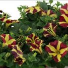 200 PCS Petunia 'Amore Queen of Hearts' Seeds