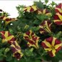 200 PCS Petunia 'Amore Queen of Hearts' Seeds