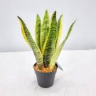 300 Pcs Artificial Succulent Agave Sansevieria Trifasciata Bonsai Potted Balcony Office Plant