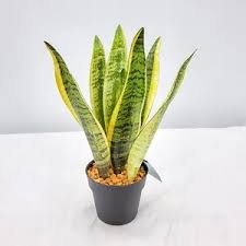 300 Pcs Artificial Succulent Agave Sansevieria Trifasciata Bonsai Potted Balcony Office Plant