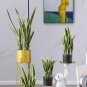 300 Pcs Artificial Succulent Agave Sansevieria Trifasciata Bonsai Potted Balcony Office Plant