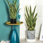 300 Pcs Artificial Succulent Agave Sansevieria Trifasciata Bonsai Potted Balcony Office Plant